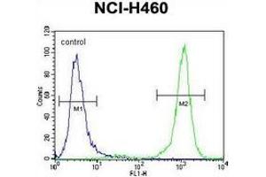 Flow cytometric analysis of NCI-H460 cells (right histogram) compared to a negative control cell (left histogram) using PCDHA9 Antibody (N-term), followed by FITC-conjugated goat-anti-rabbit secondary antibodies. (PCDHA9 Antikörper  (N-Term))