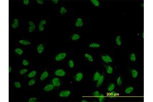 Immunofluorescence (IF) image for anti-Ras Association (RalGDS/AF-6) Domain Family (N-terminal) Member 8 (RASSF8) (AA 40-137) antibody (ABIN564885)