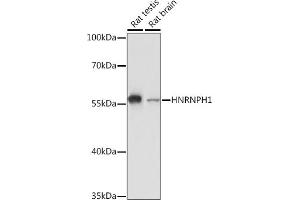 Western blot analysis of extracts of various cell lines, using HNRNPH1 Rabbit pAb (ABIN6133752, ABIN6141911, ABIN6141912 and ABIN7101789) at 1:3000 dilution. (HNRNPH1 Antikörper)