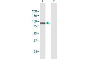 Western Blot analysis of DVL3 expression in transfected 293T cell line by DVL3 MaxPab polyclonal antibody. (DVL3 Antikörper  (AA 1-716))