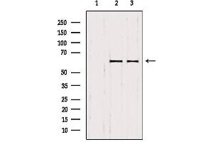 Western blot analysis of extracts from various samples, using SMOX antibody. (SMOX Antikörper  (Internal Region))