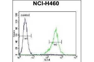 TSNARE1 Antibody (C-term) (ABIN655257 and ABIN2844854) flow cytometric analysis of NCI- cells (right histogram) compared to a negative control cell (left histogram). (TSNARE1 Antikörper  (C-Term))