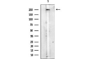anti-Spectrin Beta, Non-Erythrocytic 1 (SPTBN1) (N-Term) antibody