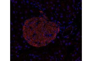 Indirect immunostaining of PFA-fixed paraffin embedded mouse pancreas section (dilution 1 : 200).