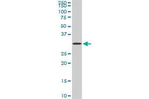STX4A monoclonal antibody (M04), clone 6D1. (Syntaxin 4 Antikörper  (AA 19-119))