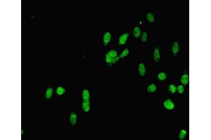 Immunofluorescent analysis of Hela cells using ABIN7160008 at dilution of 1:100 and Alexa Fluor 488-congugated AffiniPure Goat Anti-Rabbit IgG(H+L) (MAPK7 Antikörper  (AA 1-310))