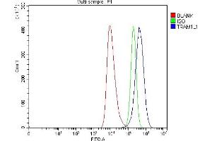 anti-Translocation Associated Membrane Protein 1-Like 1 (TRAM1L1) (C-Term) antibody