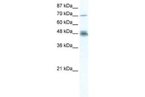 Western Blotting (WB) image for anti-DEAD (Asp-Glu-Ala-Asp) Box Polypeptide 50 (DDX50) antibody (ABIN2461361)