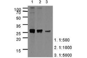 Image no. 2 for anti-Apolipoprotein A-I (APOA1) (AA 25-267) antibody (ABIN950461) (APOA1 Antikörper  (AA 25-267))