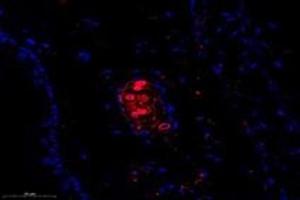 Immunofluorescent analysis of paraformaldehyde-fixed mouse ear using,FLJ22167 (ABIN7073961) at dilution of 1: 1400 (FLJ22167 Antikörper)