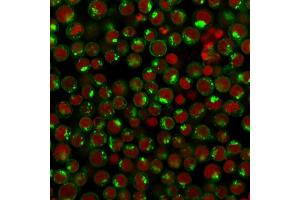 Immunofluorescence Analysis of Human Jurkat cells labeling CD71 with CD71 Mouse Monoclonal antibody (DF1513) followed by Goat anti-Mouse IgG-CF488 (Green). (Transferrin Receptor Antikörper)
