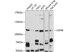 Western blot analysis of extracts of various cell lines, using USP48 antibody (ABIN6129500, ABIN6150027, ABIN6150028 and ABIN6220840) at 1:1000 dilution. (USP48 Antikörper  (AA 1-300))