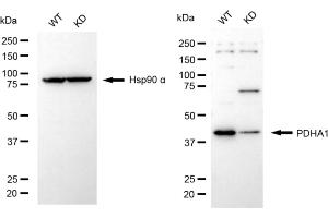 Western blotting analysis using PDHA1 antibody (ABIN7800080). (Rekombinanter PDHA1 Antikörper)