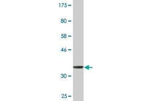 Western Blot detection against Immunogen (36. (SYNM Antikörper  (AA 1466-1565))