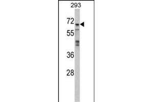 Western blot analysis of PK4 Antibody (N-term) (ABIN391465 and ABIN2837846) in 293 cell line lysates (35 μg/lane). (MAPK4 Antikörper  (N-Term))