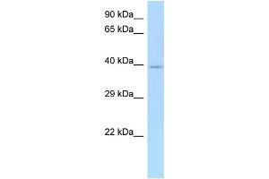 WB Suggested Anti-CD33 Antibody Titration: 1. (CD33 Antikörper  (N-Term))
