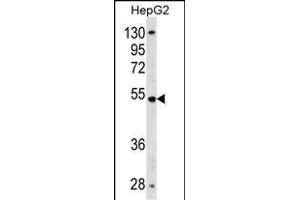 ZN Antibody (N-term) (ABIN1539052 and ABIN2838262) western blot analysis in HepG2 cell line lysates (35 μg/lane). (ZNF134 Antikörper  (N-Term))