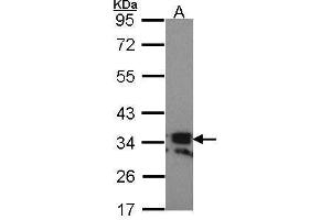 WB Image Sample (30 ug of whole cell lysate) A: Hela 10% SDS PAGE RANKL (CD254) antibody antibody diluted at 1:1000 (RANKL Antikörper  (C-Term))