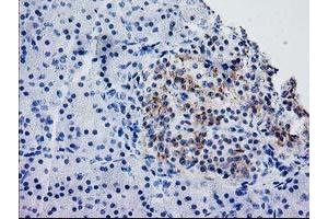 Image no. 1 for anti-Synaptosomal-Associated Protein, 25kDa (SNAP25) antibody (ABIN1501018) (SNAP25 Antikörper)
