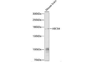 Western Blot analysis of ABCA4 expression in Mouse Brain using ABIN6136350 (ABCB4 Antikörper  (AA 1-110))