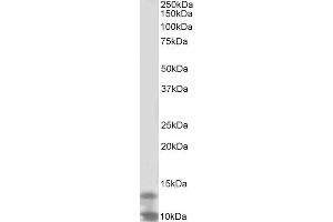 ABIN2562279 (2µg/ml) staining of K562 lysate (35µg protein in RIPA buffer). (DPM3 Antikörper  (Internal Region))
