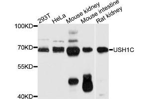 Western blot analysis of extracts of various cell lines, using USH1C antibody. (USH1C Antikörper)