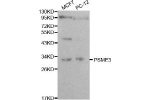Western blot analysis of extracts of various cell lines, using PSME3 antibody. (PSME3 Antikörper)