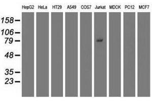 Image no. 2 for anti-Tripartite Motif Containing 2 (TRIM2) (AA 1-100), (AA 1500-1600) antibody (ABIN1490539) (TRIM2 Antikörper  (AA 1-100, AA 1500-1600))