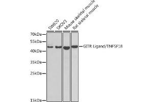 Western Blotting (WB) image for anti-Tumor Necrosis Factor (Ligand) Superfamily, Member 18 (TNFSF18) (AA 72-199) antibody (ABIN6149347)