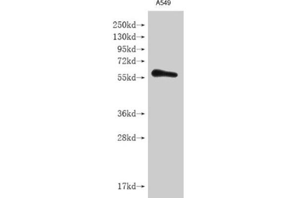 IL28RA Antikörper  (AA 21-228)