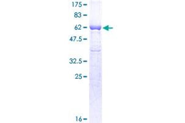 GAPDH Protein (AA 1-335) (GST tag)