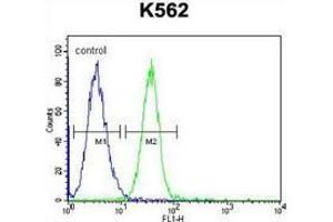 Flow cytometric analysis of K562 cells (right histogram) compared to a negative control cell (left histogram) using SERPINB4 / SCCA2  Antibody (C-term), followed by FITC-conjugated goat-anti-rabbit secondary antibodies. (SERPINB4 Antikörper  (C-Term))