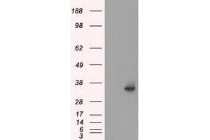 Western Blotting (WB) image for anti-Serine Racemase (SRR) antibody (ABIN1501137) (SRR Antikörper)