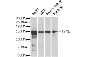 Western blot analysis of extracts of various cell lines using SMTN Polyclonal Antibody at dilution of 1:1000. (Smoothelin Antikörper)