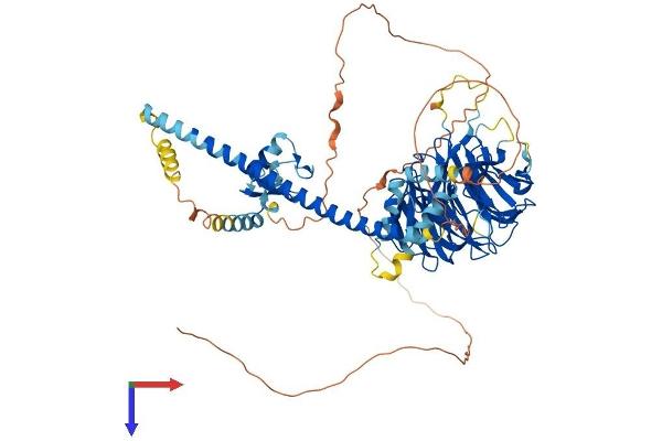 RFWD2 Protein (AA 1-733) (His tag)