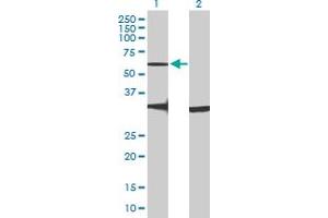 Western Blot analysis of GPR176 expression in transfected 293T cell line by GPR176 MaxPab polyclonal antibody.
