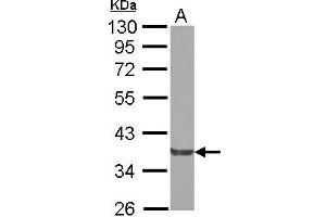 Western Blotting (WB) image for anti-NCK Adaptor Protein 2 (NCK2) (AA 1-286) antibody (ABIN1499653) (NCK2 Antikörper  (AA 1-286))