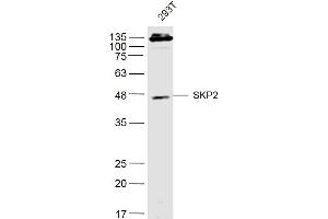 293T lysates probed with SKP2 Polyclonal Antibody, Unconjugated  at 1:500 dilution and 4˚C overnight incubation. (SKP2 Antikörper  (AA 351-424))