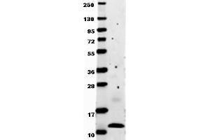 Image no. 1 for anti-Chemokine (C-C Motif) Ligand 2 (CCL2) antibody (ABIN1102997) (CCL2 Antikörper)