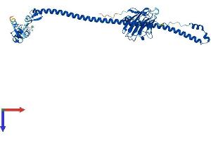 TRIM21 Protein (AA 1-475) (His tag)