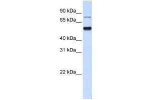 Western Blotting (WB) image for anti-Zinc Finger Protein 773 (ZNF773) antibody (ABIN2458468) (ZNF773 Antikörper)