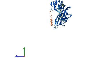 Protein Structure (PS) image for Myosin Binding Protein H-Like (MYBPHL) (AA 1-355) protein (His tag) (ABIN7557449)