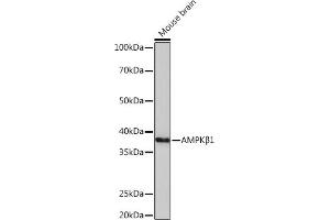 Western blot analysis of extracts of Mouse brain, using AMPKβ1 Rabbit mAb (ABIN7269654) at 1:1000 dilution. (PRKAB1 Antikörper)