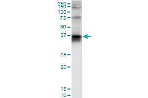 Immunoprecipitation of STX4 transfected lysate using anti-STX4 MaxPab rabbit polyclonal antibody and Protein A Magnetic Bead , and immunoblotted with STX4A purified MaxPab mouse polyclonal antibody (B01P) . (Syntaxin 4 Antikörper  (AA 1-297))