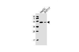 All lanes : Anti-CSIN3 Antibody (M1) at 1:2000 dilution Lane 1: HepG2 whole cell lysate Lane 2: 293T/17 whole cell lysate Lysates/proteins at 20 μg per lane. (PACSIN3 Antikörper  (N-Term))