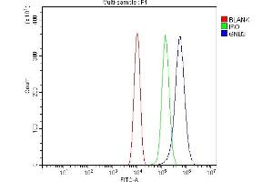 anti-Guanine Nucleotide Binding Protein (G Protein), beta Polypeptide 3 (GNB3) (AA 11-49) antibody
