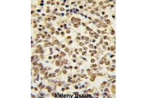 Immunohistochemistry (IHC) image for anti-Mitogen-Activated Protein Kinase 7 (MAPK7) antibody (ABIN3003254)