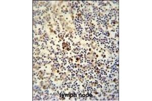 LY6G6C antibody (C-term) (ABIN654496 and ABIN2844228) immunohistochemistry analysis in formalin fixed and paraffin embedded human lymph node followed by peroxidase conjugation of the secondary antibody and DAB staining.