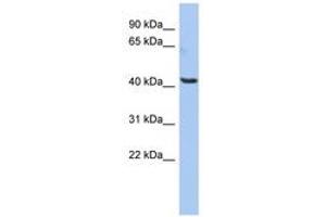 Image no. 1 for anti-Olfactomedin-Like 1 (OLFML1) (AA 323-372) antibody (ABIN6743907) (OLFML1 Antikörper  (AA 323-372))