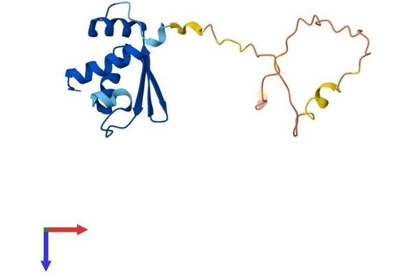 RPS10 Protein (AA 1-165) (His tag)
